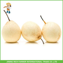 Wholesale High Quality China Fruit Sweet Fresh Ya Pears